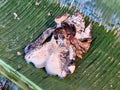 Frog on banana leaf to prepare Royalty Free Stock Photo