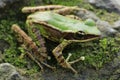 Frog bangkong under green toad in the tropical forests of Indonesia