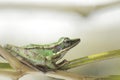 Frog bangkong under green toad in the tropical forests of Indonesia