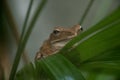 Frog Royalty Free Stock Photo