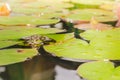 Frog. Beautiful nature. Frog sitting on the lily leaf in pond