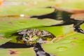 Frog. Beautiful nature. Frog sitting on the lily leaf in pond