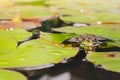 Frog. Beautiful nature. Frog sitting on the lily leaf in pond