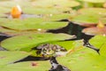 Frog. Beautiful nature. Frog sitting on the lily leaf in pond