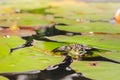 Frog. Beautiful nature. Frog sitting on the lily leaf in pond