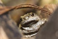 The frog is behind a rusty wire. He might be looking for food.