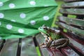 frog on a bench next to a green polkadotted umbrella