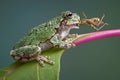 Frog biting grasshopper Royalty Free Stock Photo