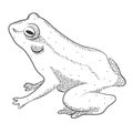 Frog. Black and white sketch image.