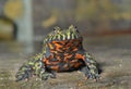 Frog (Bombina orientalis) Royalty Free Stock Photo