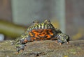 Frog (Bombina orientalis) 2 Royalty Free Stock Photo