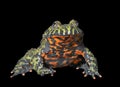 Frog Bombina orientalis 5 Royalty Free Stock Photo