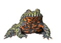 Frog Bombina orientalis 7 Royalty Free Stock Photo