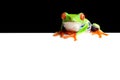 Frog border Royalty Free Stock Photo