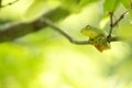 Japanese tree frog on branch Royalty Free Stock Photo