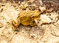Frog on brown grass Royalty Free Stock Photo