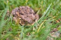 Frog - brown toad hidden in the grass Royalty Free Stock Photo
