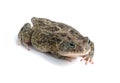 Frog Bufo bufo Royalty Free Stock Photo