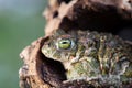 Frog with bulging green eyes Royalty Free Stock Photo
