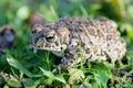 Frog with bulging green eyes Royalty Free Stock Photo
