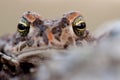 Frog with bulging green eyes Royalty Free Stock Photo