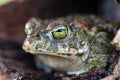 Frog with bulging green eyes Royalty Free Stock Photo