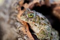 Frog with bulging green eyes Royalty Free Stock Photo