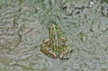 Frog Bullfrog mud puddle algae close up copy space