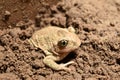 The frog burrows into the ground. Royalty Free Stock Photo
