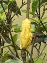 Frog in bush Royalty Free Stock Photo