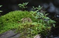 Frog Camoflauged on a Pile of Green Moss Royalty Free Stock Photo