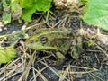 Frog camouflaged against the background of the ground in the forest Royalty Free Stock Photo