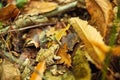 Frog camouflaged in the carpet of autumn leaves, in the woods Royalty Free Stock Photo
