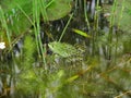 Frog camouflaged