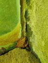 This frog camouflages by sticking to the wall ,,even though he& x27;s in the room