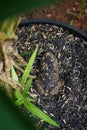 A frog is camouflaging next to a plant