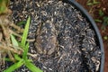 A frog is camouflaging next to a plant