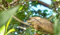 A Frog Captured Hiding On A Tree, Waiting In Vain Royalty Free Stock Photo