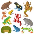 Frog cartoon tropical animal cartoon amphibian vector illustration. Royalty Free Stock Photo