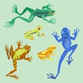 Frog cartoon tropical animal cartoon nature icon funny and isolated mascot character wild funny forest toad amphibian Royalty Free Stock Photo