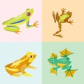 Frog cartoon tropical animal cartoon nature icon funny and isolated mascot character wild funny forest toad amphibian Royalty Free Stock Photo