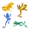 Frog cartoon tropical animal cartoon nature icon funny and isolated mascot character wild funny forest toad amphibian Royalty Free Stock Photo