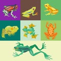 Frog cartoon tropical animal cartoon nature icon funny and isolated mascot character wild funny forest toad amphibian Royalty Free Stock Photo