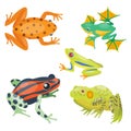 Frog cartoon tropical animal cartoon nature icon funny and isolated mascot character wild funny forest toad amphibian Royalty Free Stock Photo