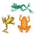 Frog cartoon tropical animal cartoon nature icon funny and isolated mascot character wild funny forest toad amphibian Royalty Free Stock Photo