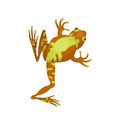 Frog cartoon tropical brown animal cartoon nature icon funny and isolated mascot character wild funny forest toad Royalty Free Stock Photo