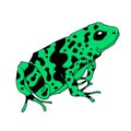 Frog cartoon tropical green animal cartoon nature icon funny and isolated mascot character wild funny forest toad Royalty Free Stock Photo