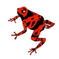 Frog cartoon tropical red animal cartoon nature icon funny and isolated mascot character wild funny forest toad Royalty Free Stock Photo