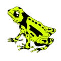 Frog cartoon tropical yellow animal cartoon nature icon funny and isolated mascot character wild funny forest toad Royalty Free Stock Photo