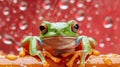 Frog Catching Fly on Red Torn Paper Background Royalty Free Stock Photo